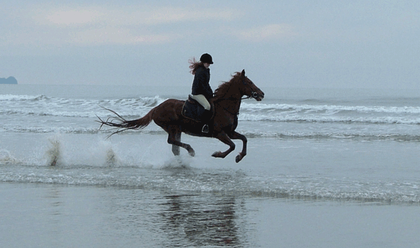 Pictures Of Horses On The Beach. Charge is about £5 per horse.
